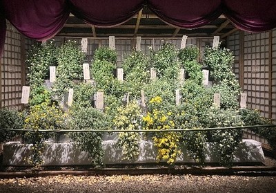 懸崖菊(昨年の様子)