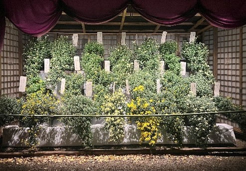 懸崖菊(昨年の様子)