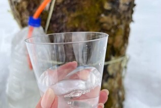 天然のメイプルサップ採取体験2