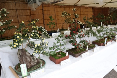 【11/8(土)～19(木)】秋の彩りを楽しむ12日間！東村山中央公園「菊花展」開催！