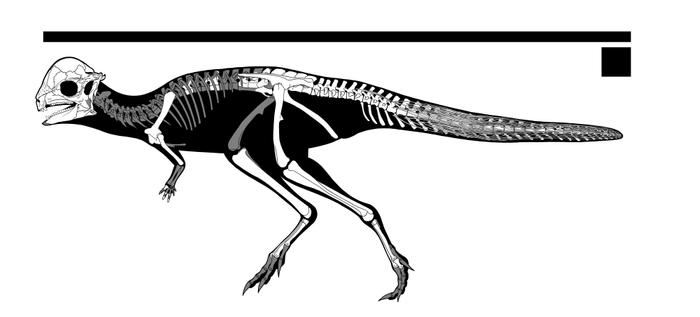 ザヴァケファレの復元骨格図＝白色が発見部位＝（&copy;増川玄哉）