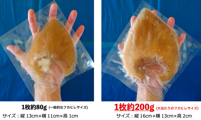 大きなフカヒレ