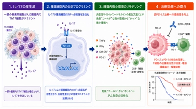 治療が難しい卵巣がんで免疫療法が「有効なタイプ」を発見　「IL-17」による効果予測で個別化医療の実現に期待