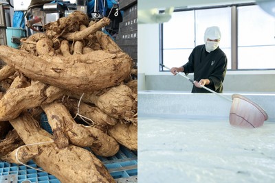 Makuakeプロジェクト_天極堂とろりくずゆ_葛根＆製造の様子