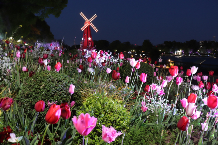 浮間公園「花と光のムーブメント」ライトアップ(4月11日撮影)