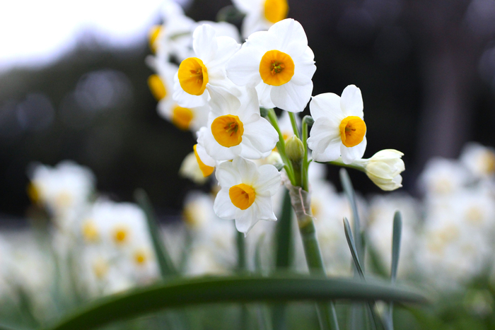 葛西臨海公園のスイセン（令和５年２月の様子）