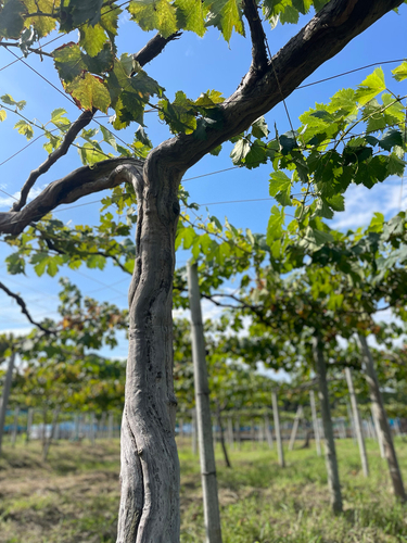 樹齢60年以上のピオーネの原木
