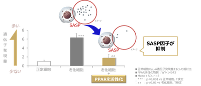 図1 PPARの活性化により老化細胞におけるSASP因子の上昇が抑制される