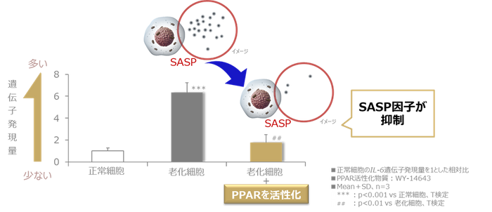 図1 PPARの活性化により老化細胞におけるSASP因子の上昇が抑制される