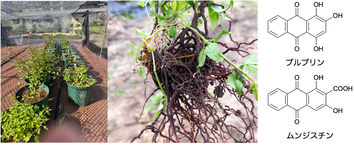 左：近畿大学薬用植物園圃場でのニホンアカネ栽培試験、中央：掘り起こし直後のニホンアカネの根部、右：機能性成分として特定したプルプリン・ムンジスチンの化学構造