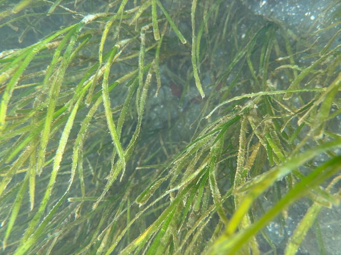 浜名湖内に群生し始めた「アマモ」