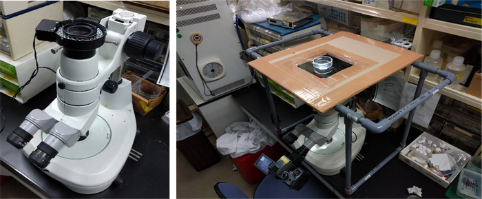 図４　倒立実体顕微鏡システム。 顕微鏡の鏡体を上下反転させ（左）、塩ビ管、段ボール、アクリル板で作製したステージに置いたコジマイシノミの配偶行動を腹面から観察（右）。