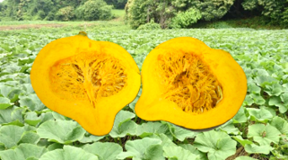 中山かぼちゃ(約2.5kg/1玉入り)JAなす南産