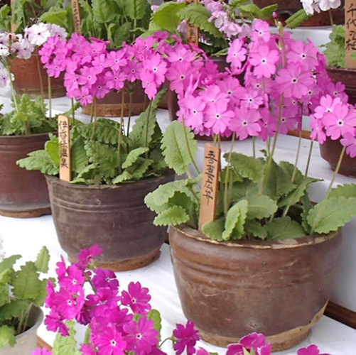 桜草鉢（孫半斗鉢）に植えた桜草