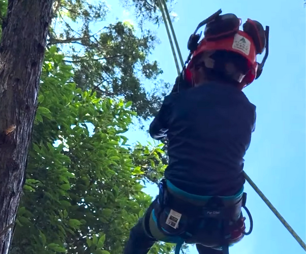 ツリークライミング