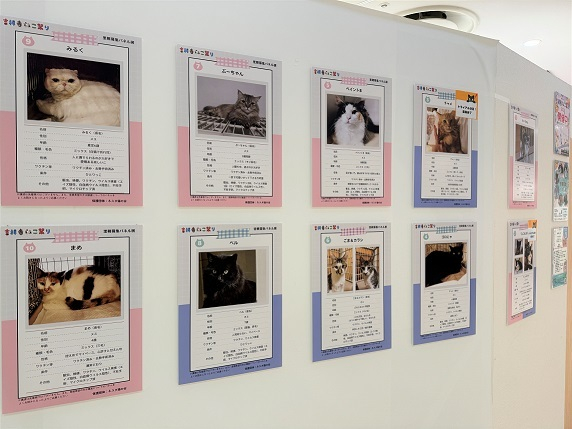 ネスタ猫の会 パネル譲渡会展示