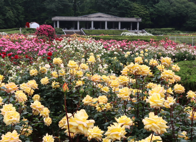 ばら園（令和５年度撮影）