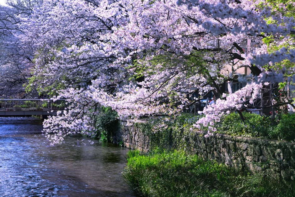 本施設前にある白川の桜