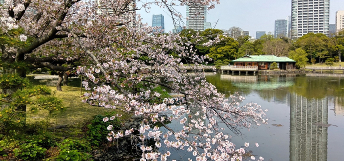 浜離宮恩賜庭園「潮入の池とソメイヨシノ」（昨年の様子）