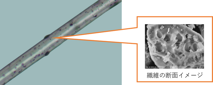 繊維の断面イメージ