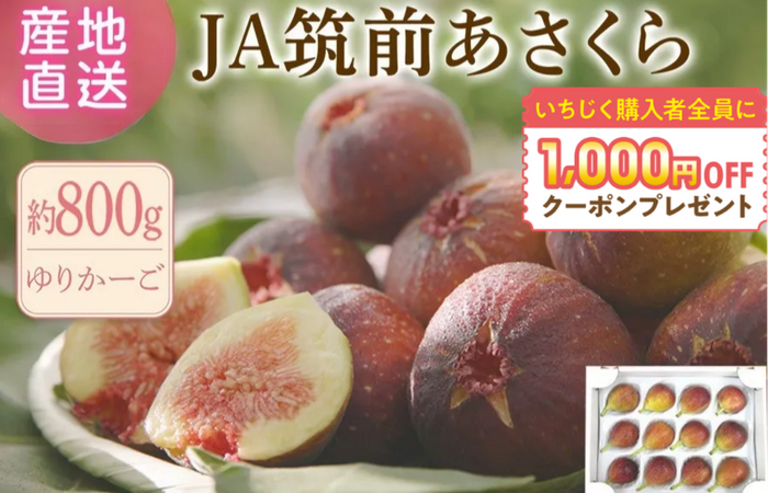 いちじく「博多とよみつひめ」約800ｇゆりかーご◎ＪＡ筑前あさくら