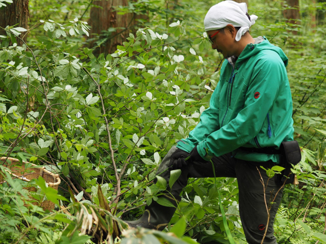 〈原料採取の風景。それぞれの現場に適した方法で、香りの源が収穫されます。〉