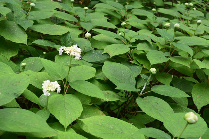 少しずつ咲き始めています
