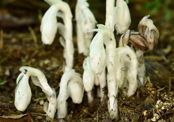 六甲高山植物園 神出鬼没？！ ギンリョウソウモドキが今年も開花！