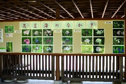 花菖蒲写真展示（過去の様子）