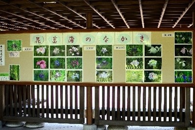 花菖蒲写真展示(過去の様子)