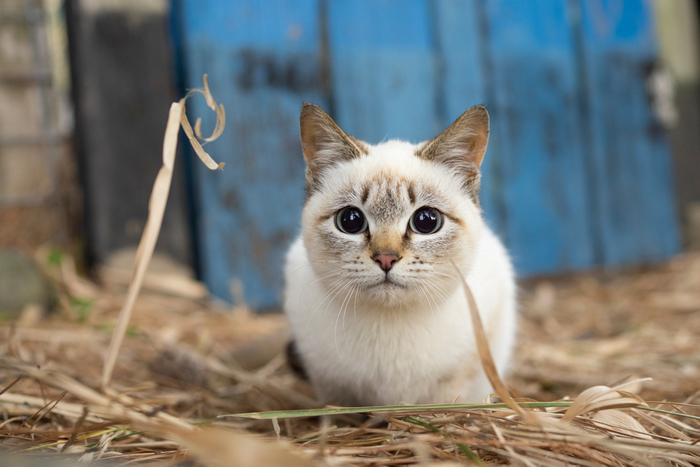 猫写真4