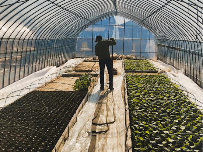 メロンビニ ールハウス