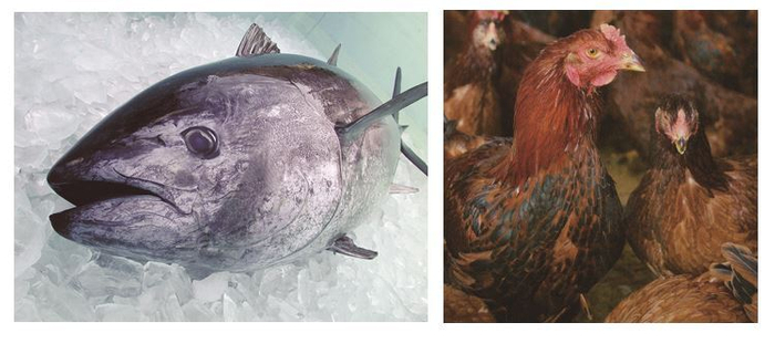 近大マグロ・連携地域川俣シャモ