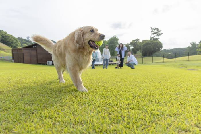 【ドッグラン会場】