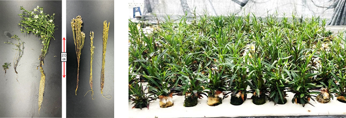 【左】図1：（左）水耕栽培したセンブリ、（右）土耕栽培したセンブリ（市場品）、【右】図2：水耕栽培で抽苔をはじめたセンブリ
