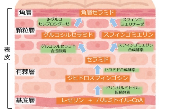 結果2