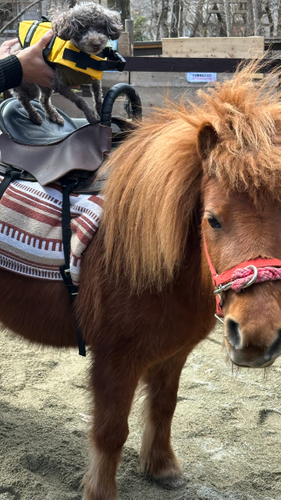 わんちゃんポニー乗馬体験