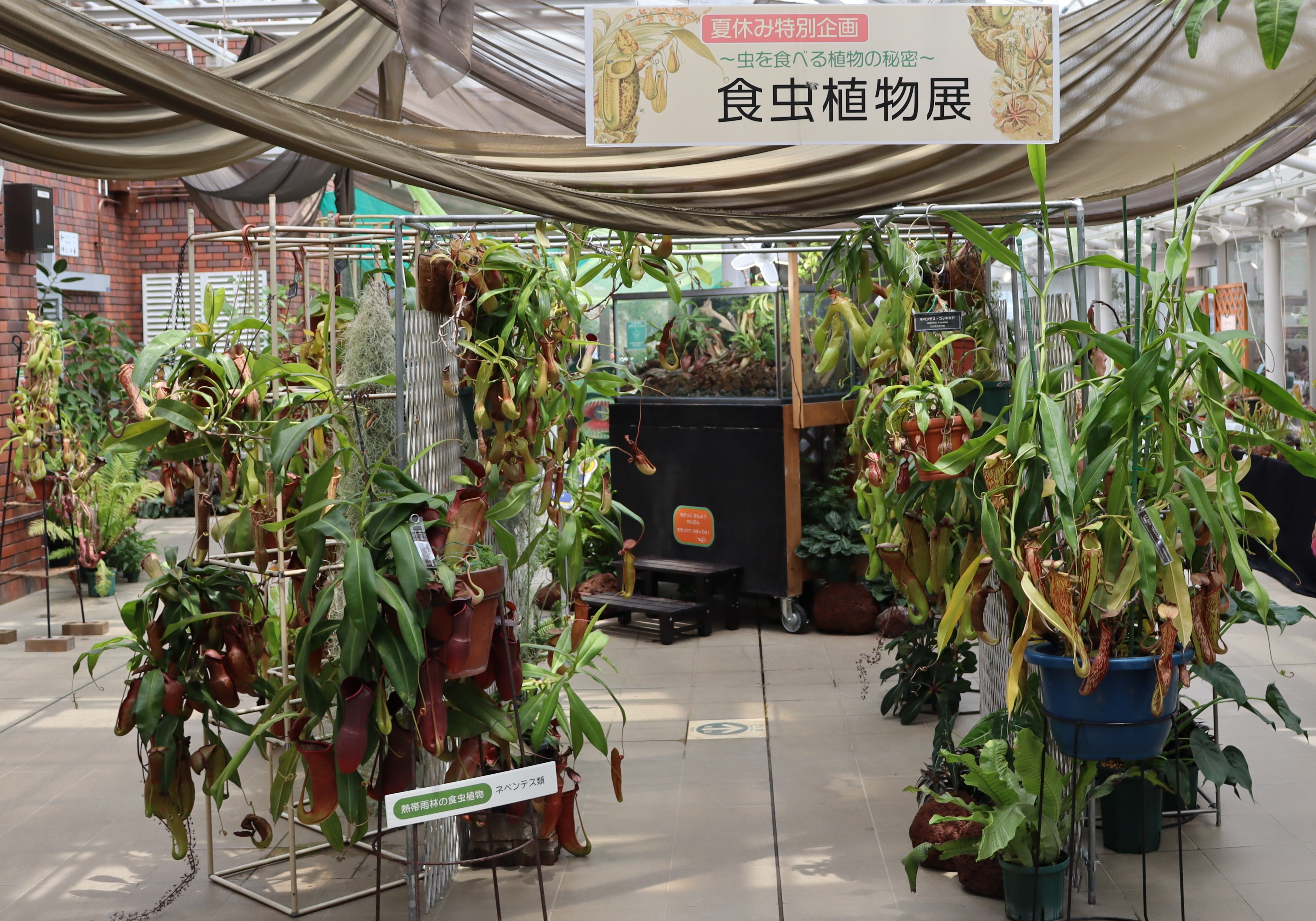 「食虫植物展」（令和６年撮影）