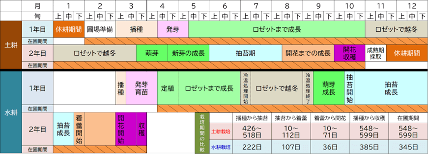 図3:水耕栽培と土耕栽培の栽培歴および栽培期間の比較
