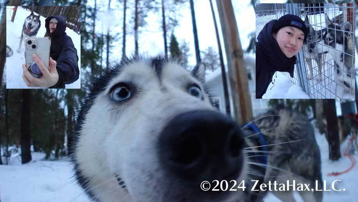 北極圏で犬ソリツアー
