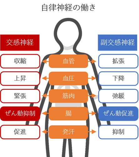 自律神経の働き