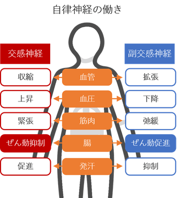 自律神経の働き