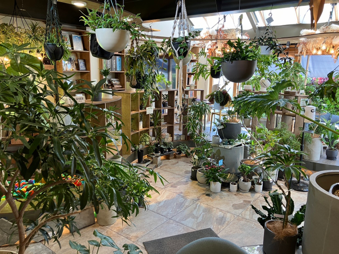 cotoha uji(観葉植物の販売と植え替えワークショップ)