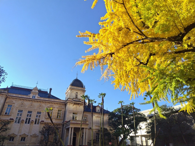 洋館とイチョウの黄葉（昨年の様子）