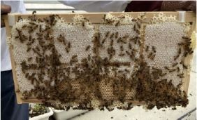 白い蓋ができてコムハニーの完成 （2024 年参加された方のコムハニー）