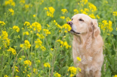 なぜ犬は草を食べてしまうのか？その理由とは？