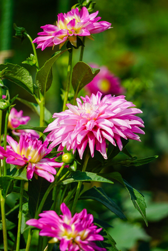 ダリア：プレシャス