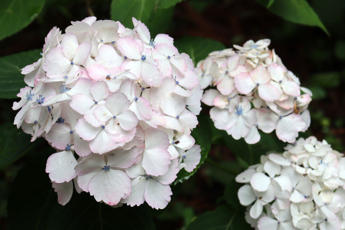&lsquo;紅でまり&rsquo;（ヤマアジサイ系）