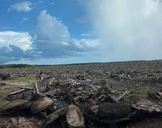 樹幹(Oil Palm Trunk)