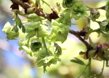サクラ&lsquo;御衣黄(ぎょいこう)&rsquo;（令和７年撮影）